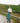 GREEN STRIPED PRAIRIE SKIRT