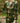CANALETTO JACKET